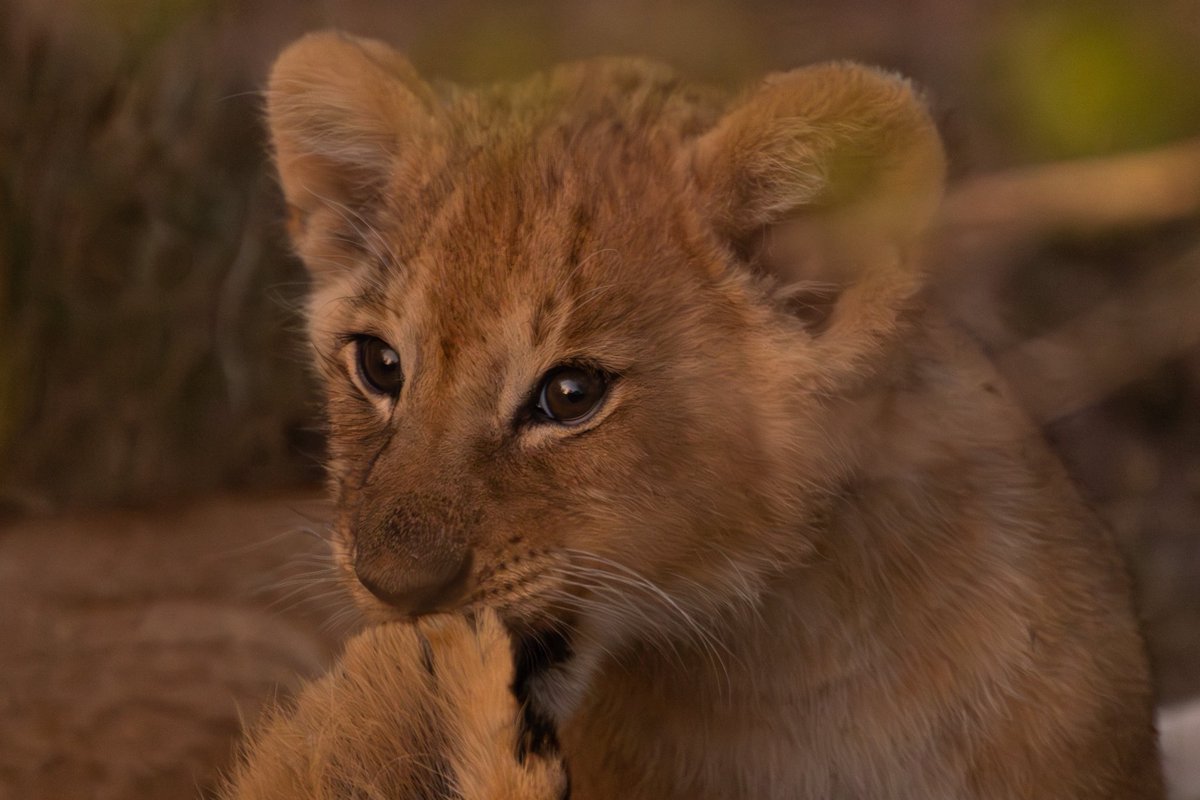 jontcphoto's tweet image. Algunos instantes que pude captar la semana pasada en Kenia, un país que te atrapa y captiva, donde el reino animal, triunfa por encima de todo.

Volveremos. Y ya tenemos nuevas fechas: del 1 al 9 de diciembre de 2026.
jontcphoto.com