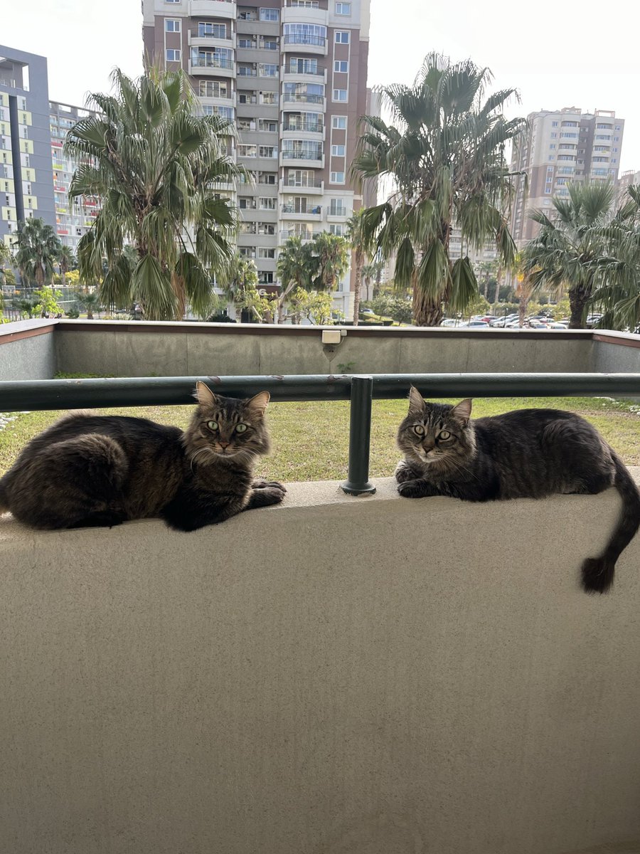eheremehere's tweet photo. @PeynirandPolo Dümdüzler aha da ��öyle, ama nasıl güzeller, kurban olduklarım. https://t.co/tuSchMDV54
