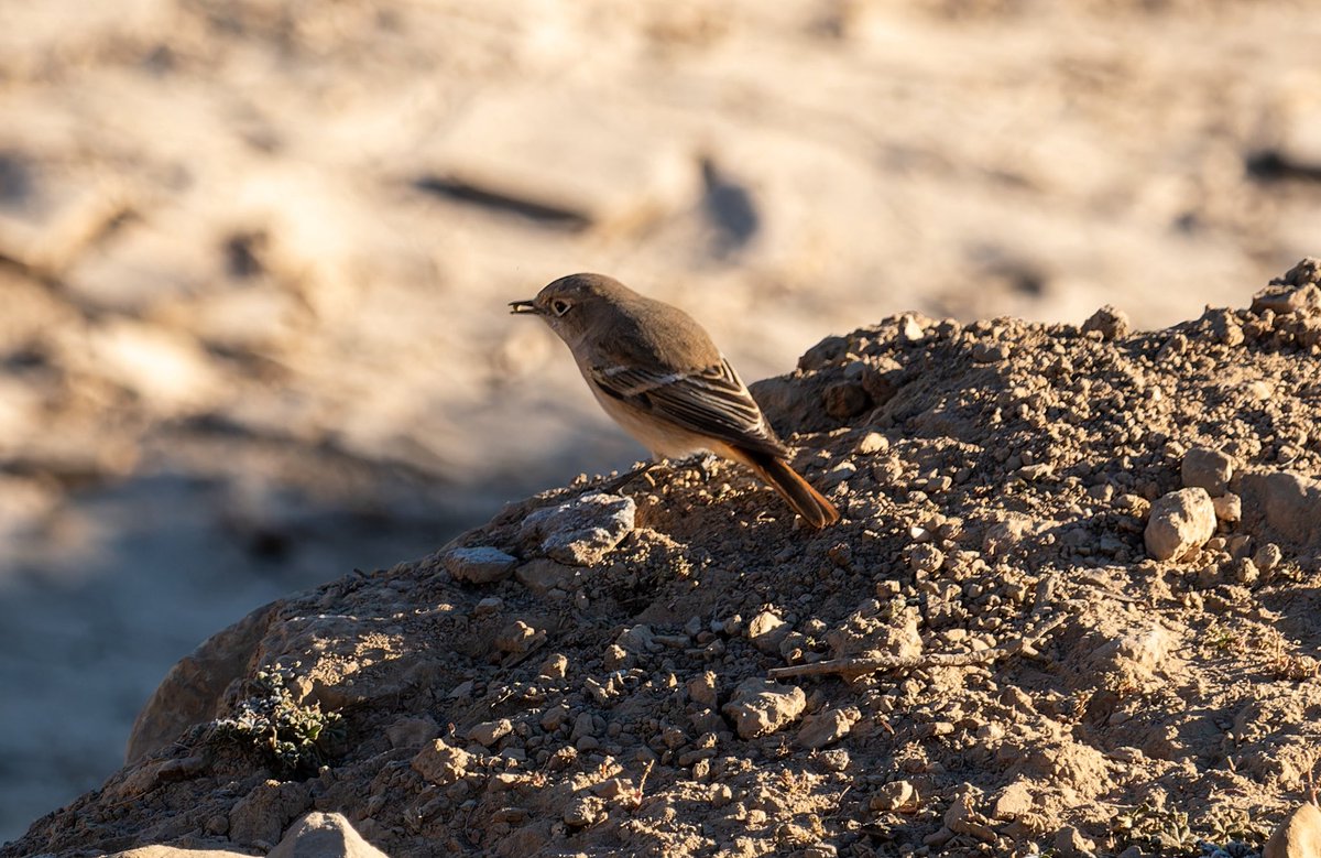We found 4 more Eversmann’s Redstarts on the Sayh Plateau recently. Very interesting to see a couple females as well as the more striking males. There’s been an influx of this species during November &amp; will be interesting to see how long they stay. #oman #Omanbirding #birding