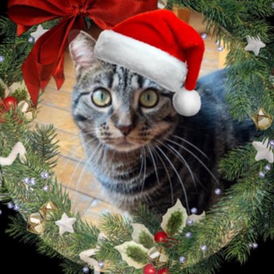 Chat Boris tweet media