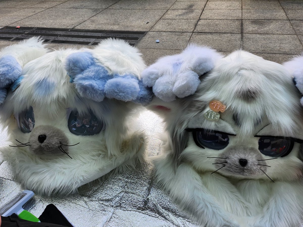 gangmo14's tweet photo. 갱얼쥐 두마리ㅎ
#furry #seal https://t.co/S5QZ2BTSLQ