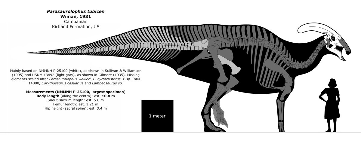 As well as being the largest and geologically youngest species of Parasaurolophus, P.tubicen also had a crest with a rougher surface texture than its closest relatives (perhaps suggesting it was covered in keratin, unlike the fleshy or scaly crests of most other hadrosaurs).
