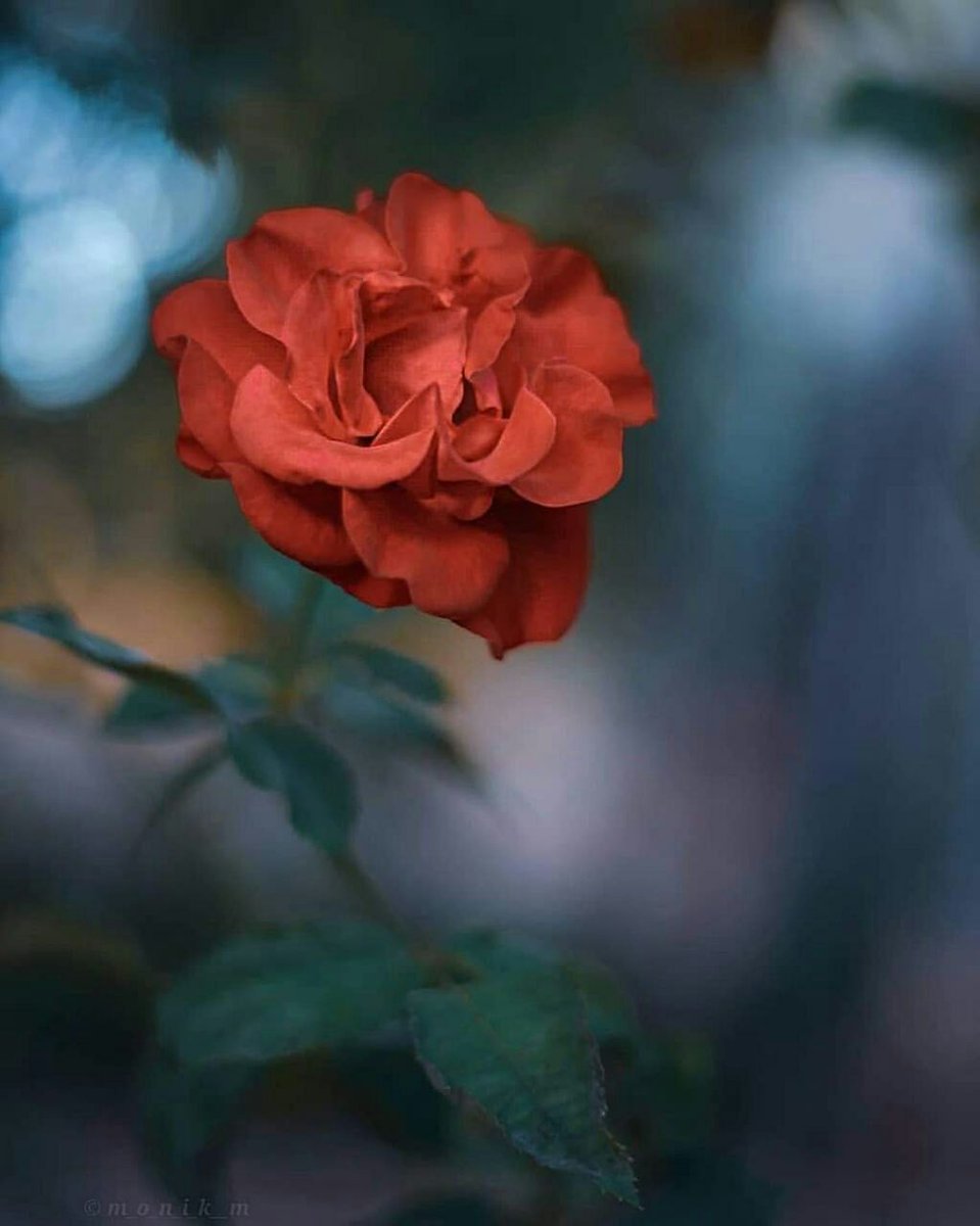 لو فرج الله عن يوسف في أول ابتلائه لما آلت إليه خزائن مصر قد يطول البلاء ليعظم العطاء فـ ثق بالله و لا تيأس🌿♥️