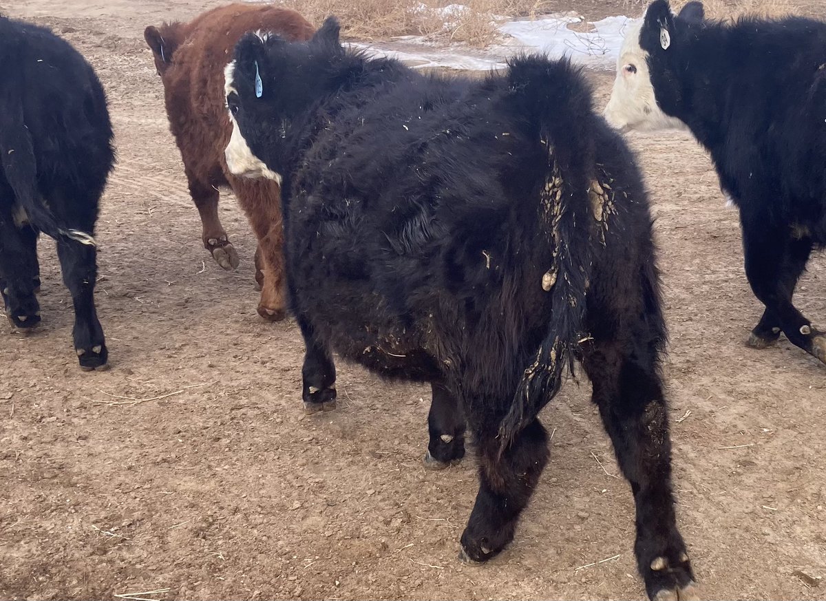 The weight loss program is ineffective on #103