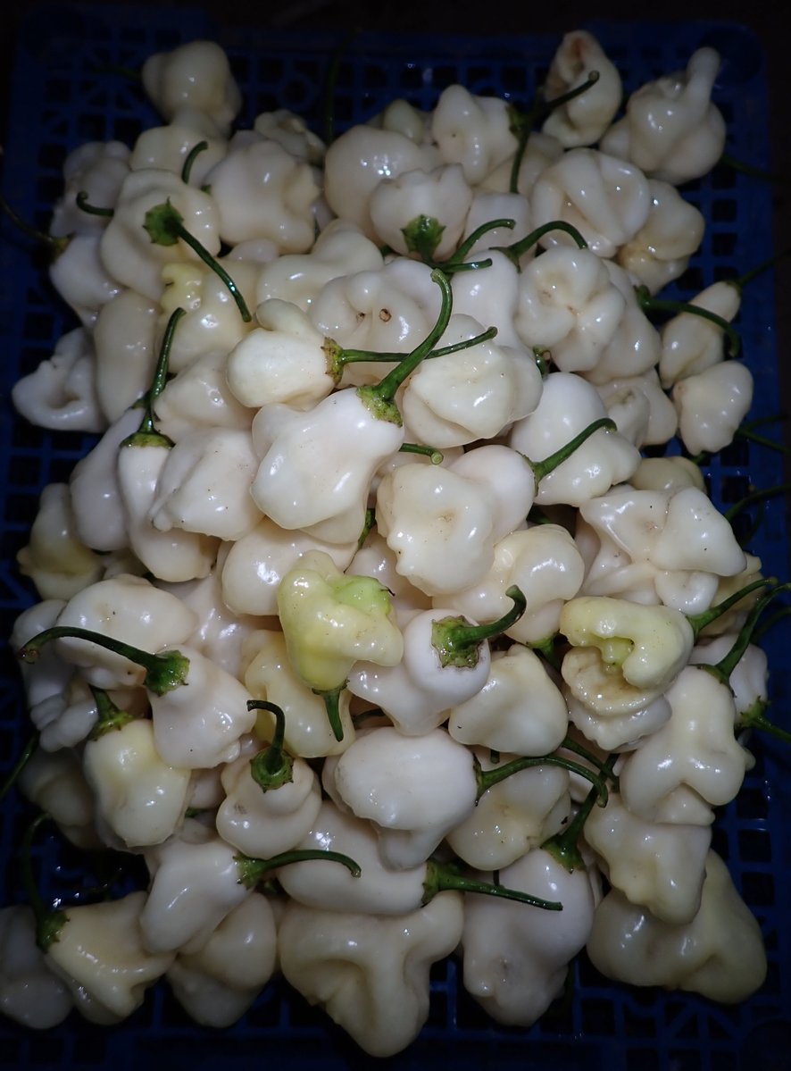 Today's Sugar Rush Cream Bell harvest.  One of my Welsh developed cultivars with medium heat and great flavour I developed from the original Sugar Rush Peach line.  Seeds available in the link below, free extras given with every order 🏴󠁧󠁢󠁷󠁬󠁳󠁿🌶️🔥
welshdragonchilli.weebly.com