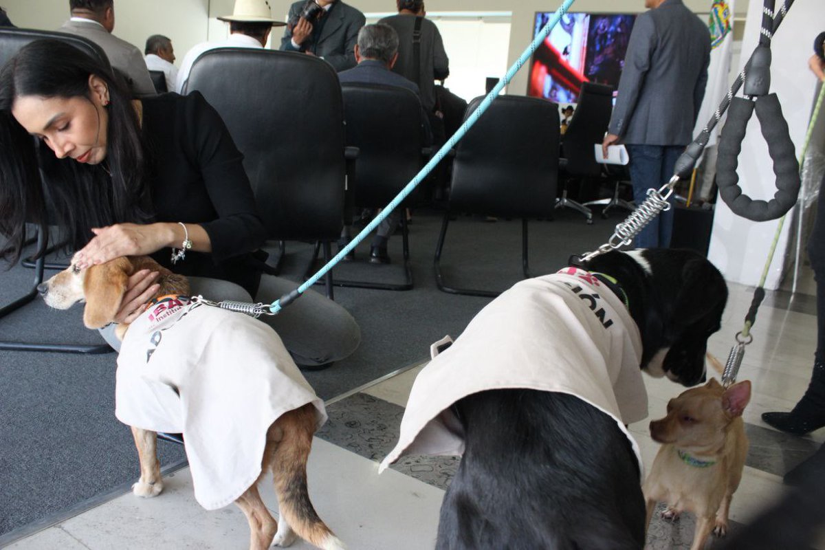 ❤️🐶 La secretaria <a href="/RebecaBanuelosG/">Rebeca Bañuelos</a> asistió a la #MañanerAA que presidió el gobernador <a href="/armentapuebla_/">Alejandro Armenta</a>, quien reafirma su compromiso con el bienestar de los seres sintientes. 

🐱🏡 A través del <a href="/IBAGobPue/">Instituto de Bienestar Animal PUE</a> promovemos la campaña #AdoptaNoCompres, una iniciativa que tiene como