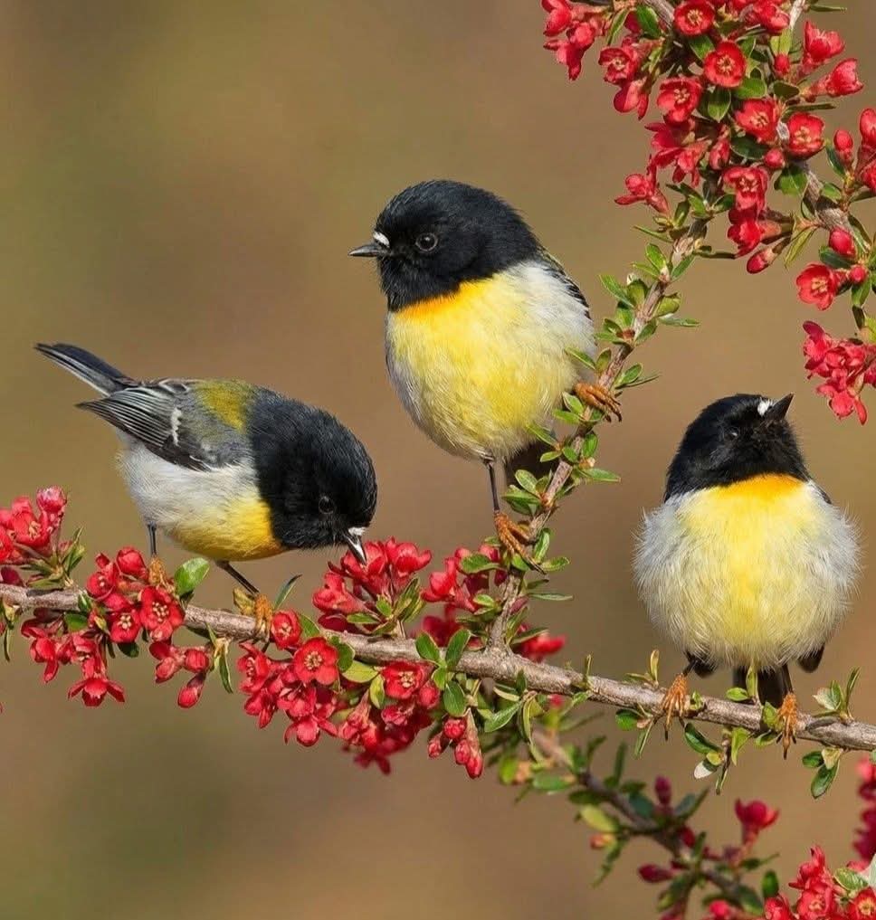 Jim Reaper 🇮🇪🇹🇭 (@jimreaper11) on Twitter photo 