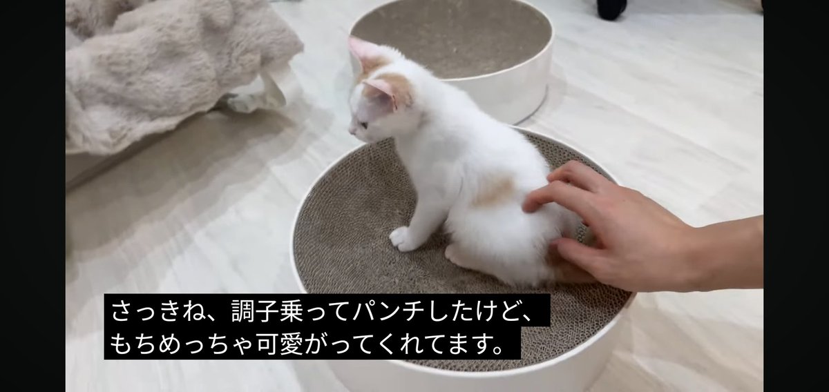 フォウ (@EMs5B5rXk3nxWbS) / Posts / X