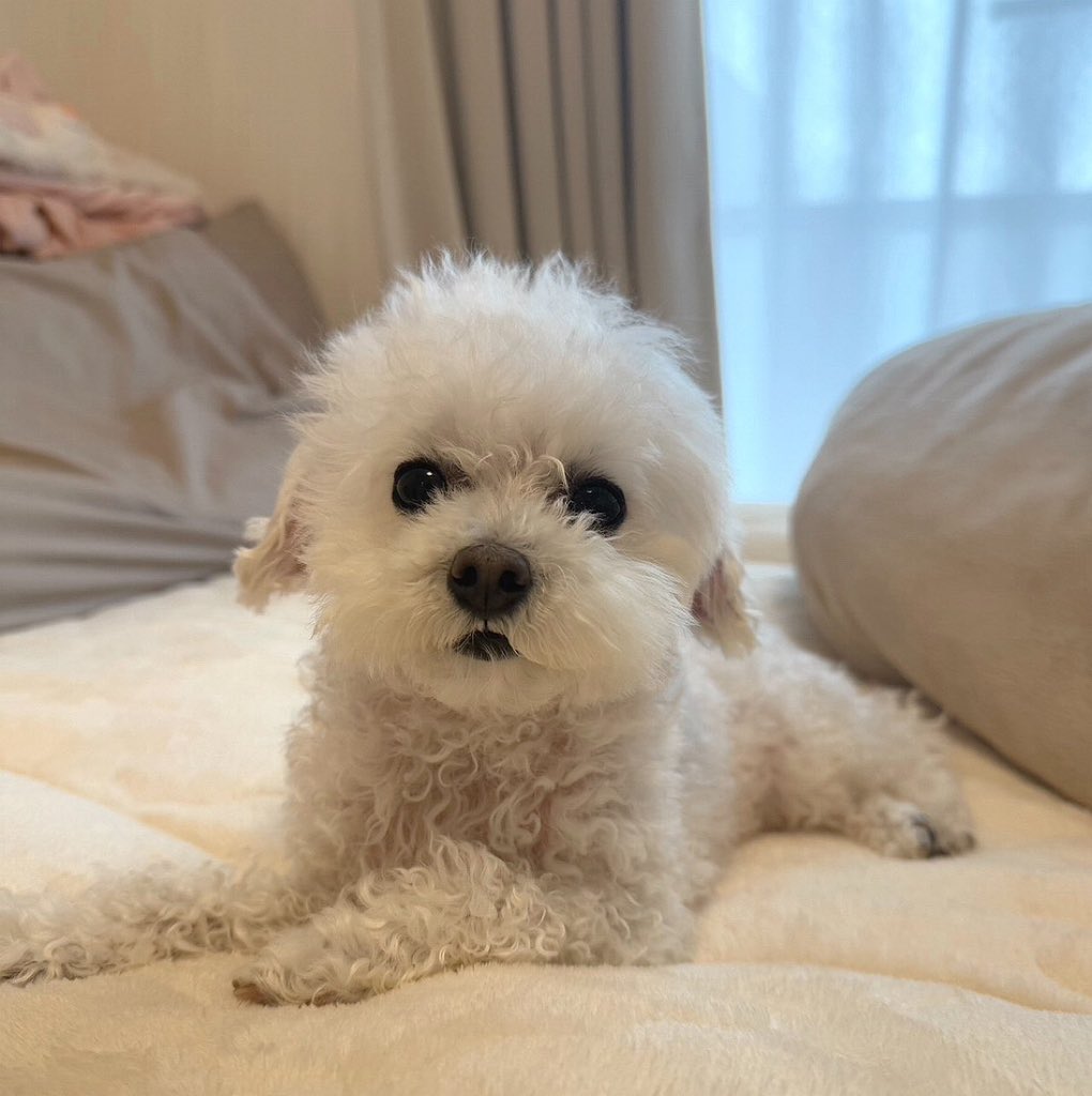 Winniejacksrn's tweet image. $Grace waked up again with strong team behind (CTO)

the most dog viral on x is coming to melt faces 

next runner is here 

x.com/Grace_very_cute

DdGNpQqUiVMu6EnE8HeEfDDSiLQZQratbtxtGAFfpump