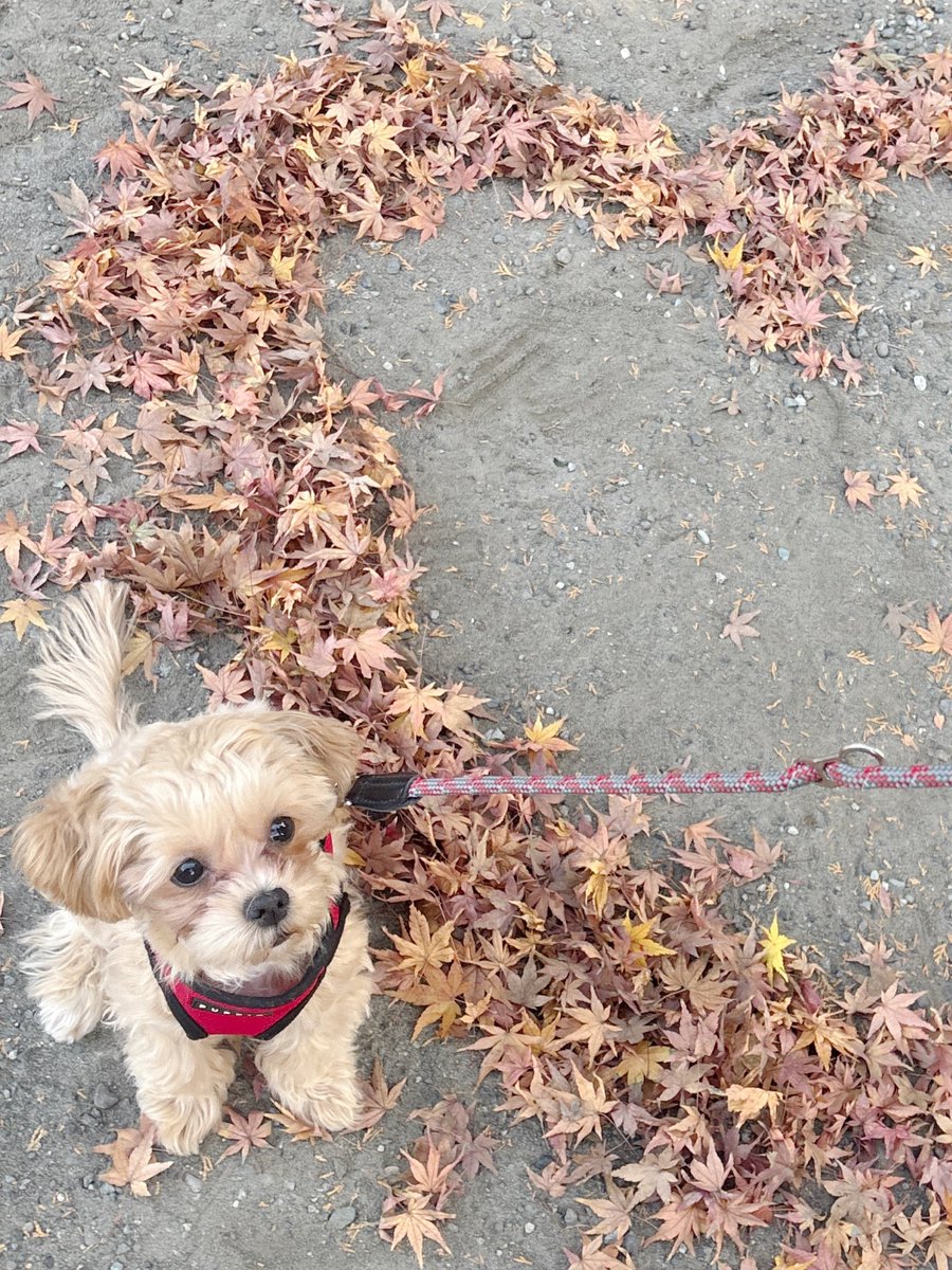 まゆぽんさん確認用