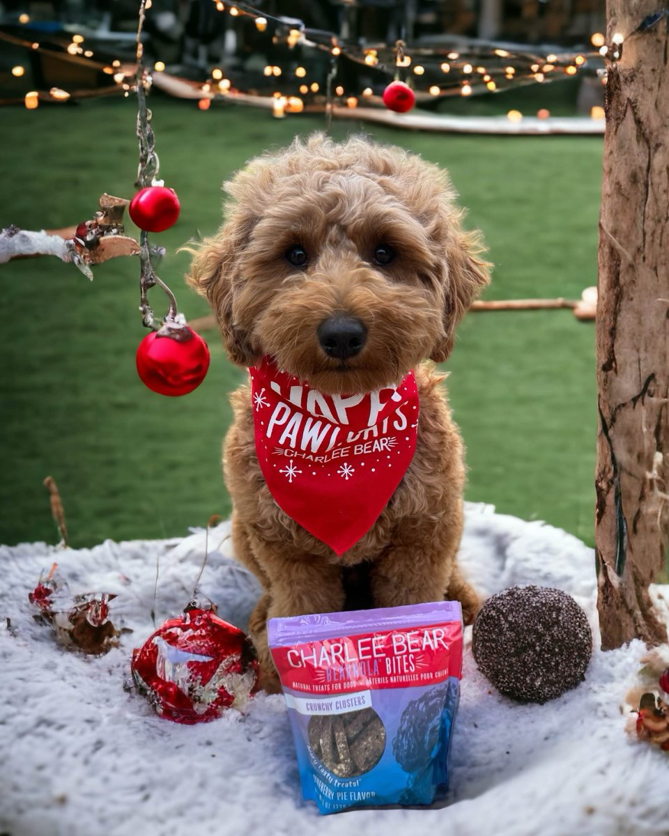 charleebeartrts's tweet image. ’Tis the treating season! 🎁🐾

Give your pup the gift of all-natural, low-calorie, made in the USA goodness with Charlee Bear treats.

Because every good dog deserves something special this paw-liday season. ✨

📸: @jaxnmac

#GoldenDoodle #Pawlidays #SantaPaws #CharleeBear