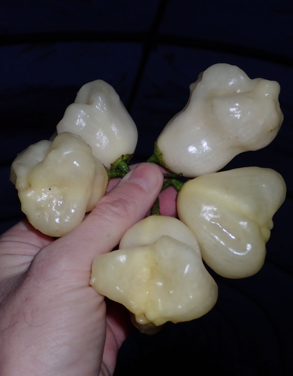 Today at the office... 🏴󠁧󠁢󠁷󠁬󠁳󠁿🌶️🔥