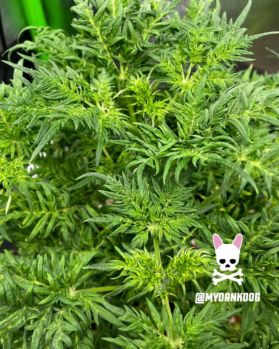 Terpyz Mutant Genetics, Fern-Type Mentha De Croco feminized photoperiod. Growing in a Vivosun Grow Tent Pro Kit under LumaLight 200w.
<a href="/VIVOSUN/">Vivosun.official</a> <a href="/TerpyzGenetics/">TERPYZ MUTANT GENETICS</a>
#growyourown #ferntype #mutant