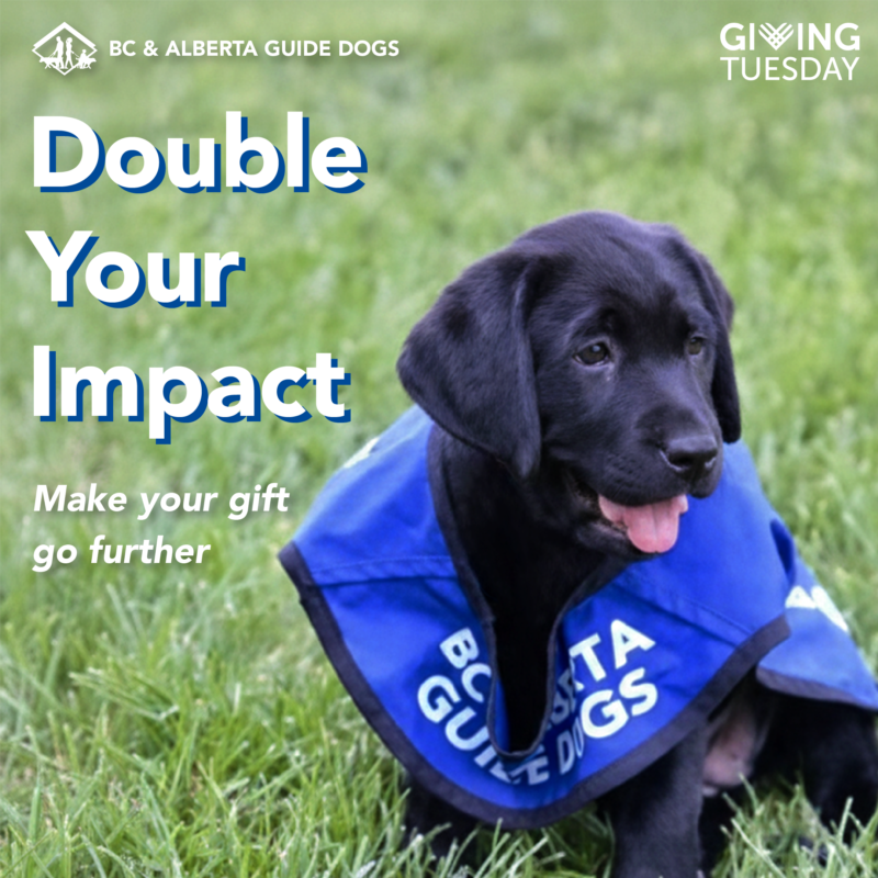BC & Alberta Guide Dogs tweet media
