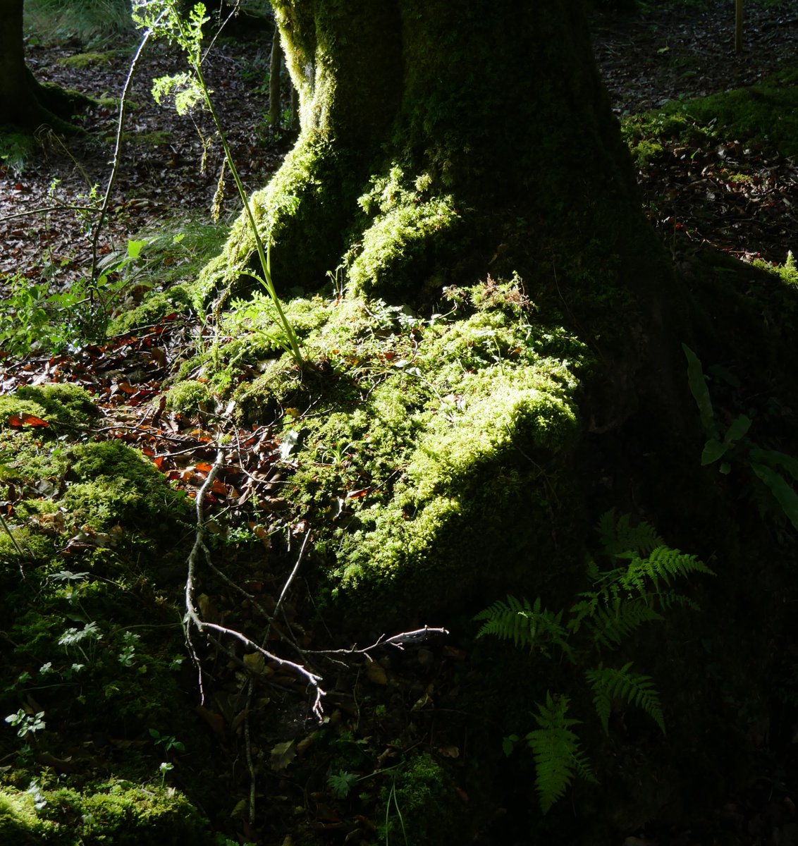 Tree_Folklore's tweet image. Moss is a tiny bit magical ✨