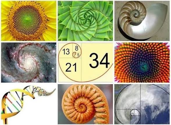 kahi_kumu's tweet image. #Fibonacci Sequence Beauty of Nature Creations Creativeness IN numbers #GoldenRatio WORKS FOR ME ♡♡♡ @carlosvictorva6 @VansenEric