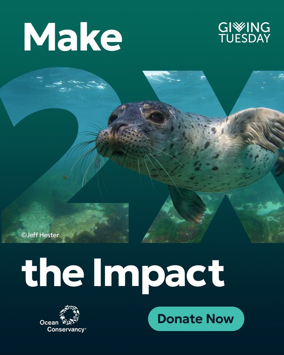OurOcean's tweet image. TODAY'S THE DAY! 🎉 #GivingTuesday is a global day of giving, and it's a powerful opportunity to protect what’s possible for our ocean. 🌊

And today, your impact will make 2X the waves for our ocean: Every gift will be MATCHED up to $150K! 🌊🌊

🎁 Give now and double your…