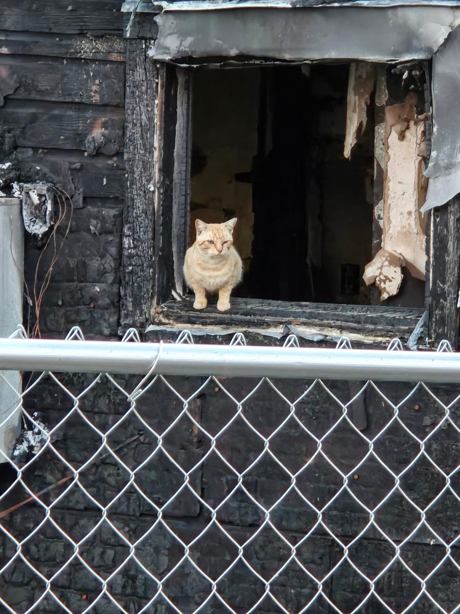 Please donate today on #GivingTuesday to help rescue the cats that survived this house fire. Our volunteers estimate that there are 40-50 cats living on the property, many of which are social or semi-social indoor/outdoor cats that escaped the fire. Many of the cats we trapped
