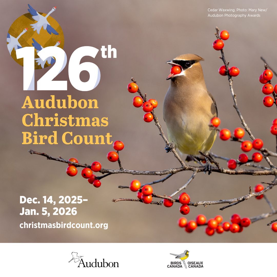 Between December 14th and January 5th, join tens of thousands of bird-loving volunteers and participate in the 126th Audubon Christmas Bird Count! Get more info on counts near you: buff.ly/2LqhKgN #AudubonCBC