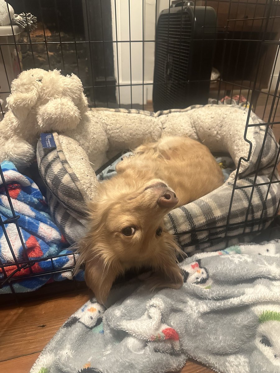 I’m changing my profile pic to a dog

Current at 443 followers. Let’s see where I’m sitting at the end of the year. 

Only the OGs will know.