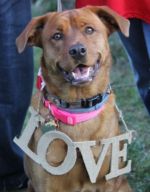 Our dog Lucy is in the Fauquier County Cutest Pet Contest. Please click on the link and vote for her till Dec 31. You can vote once a day.  We would love for her to win. Comment if you vote &amp; please #retweet Thank you, Randy

va.secondstreetapp.com/og/bed8f8d4-c6…

#DogLovers #dogsoftwitter