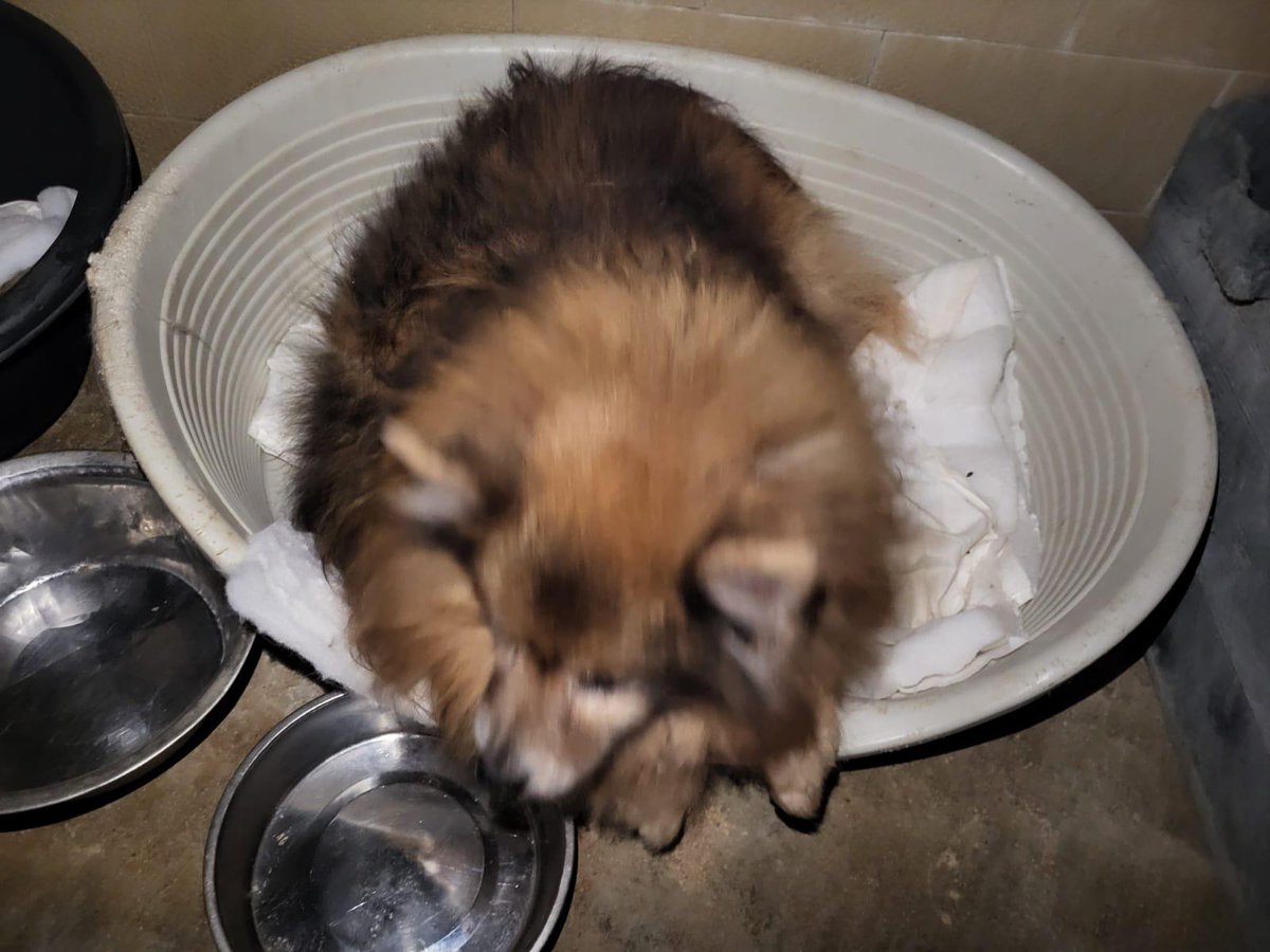 GARDENIA
Pomerania hembra de unos 8 años, que ha sido rescatada de una casa donde acumulaban animales.
Estamos buscando para ella una familia responsable.
Está en #Antequera (Málaga),
CONTACTO: Arca del Torcal móvil 637 17 60 58 (WhatsApp).