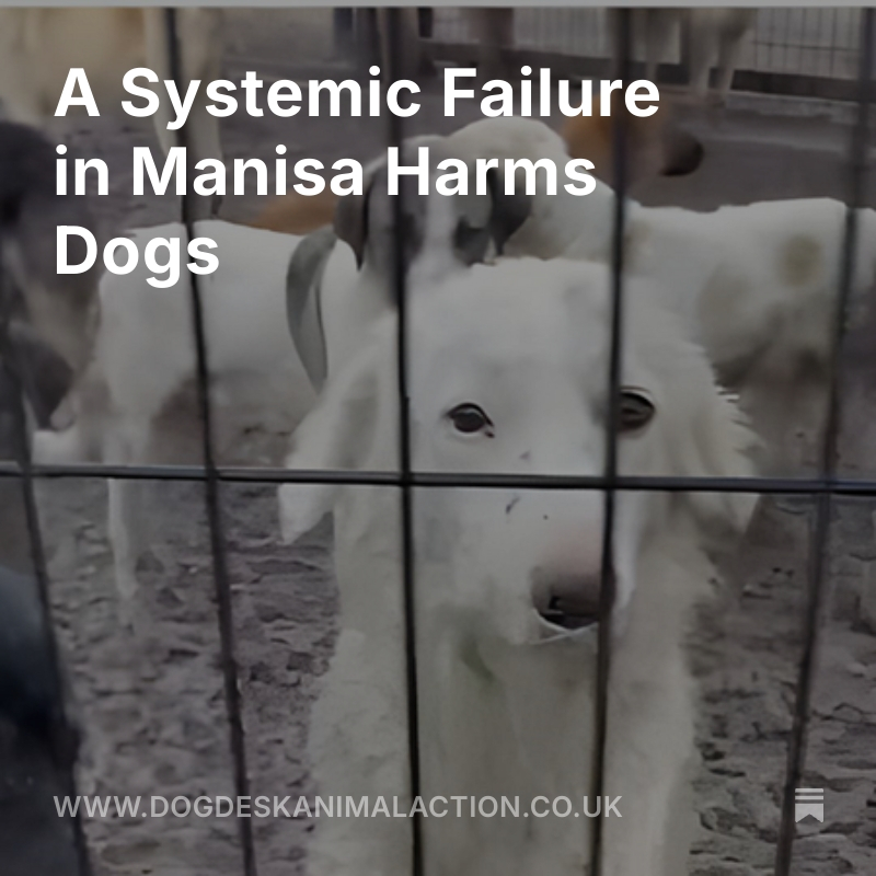 DogDeskAction's tweet image. A heart breaking reality from Manisa 💔 
Stray dogs collected under pressure then left in filthy, freezing conditions by a private contractor. 

This isn’t rescue It’s cruelty

Read more &amp;amp; join our fight ⬇️ dogdeskanimalaction.co.uk/p/a-systemic-f…

#AnimalRights #StopTheSuffering #TurkeyAnimals