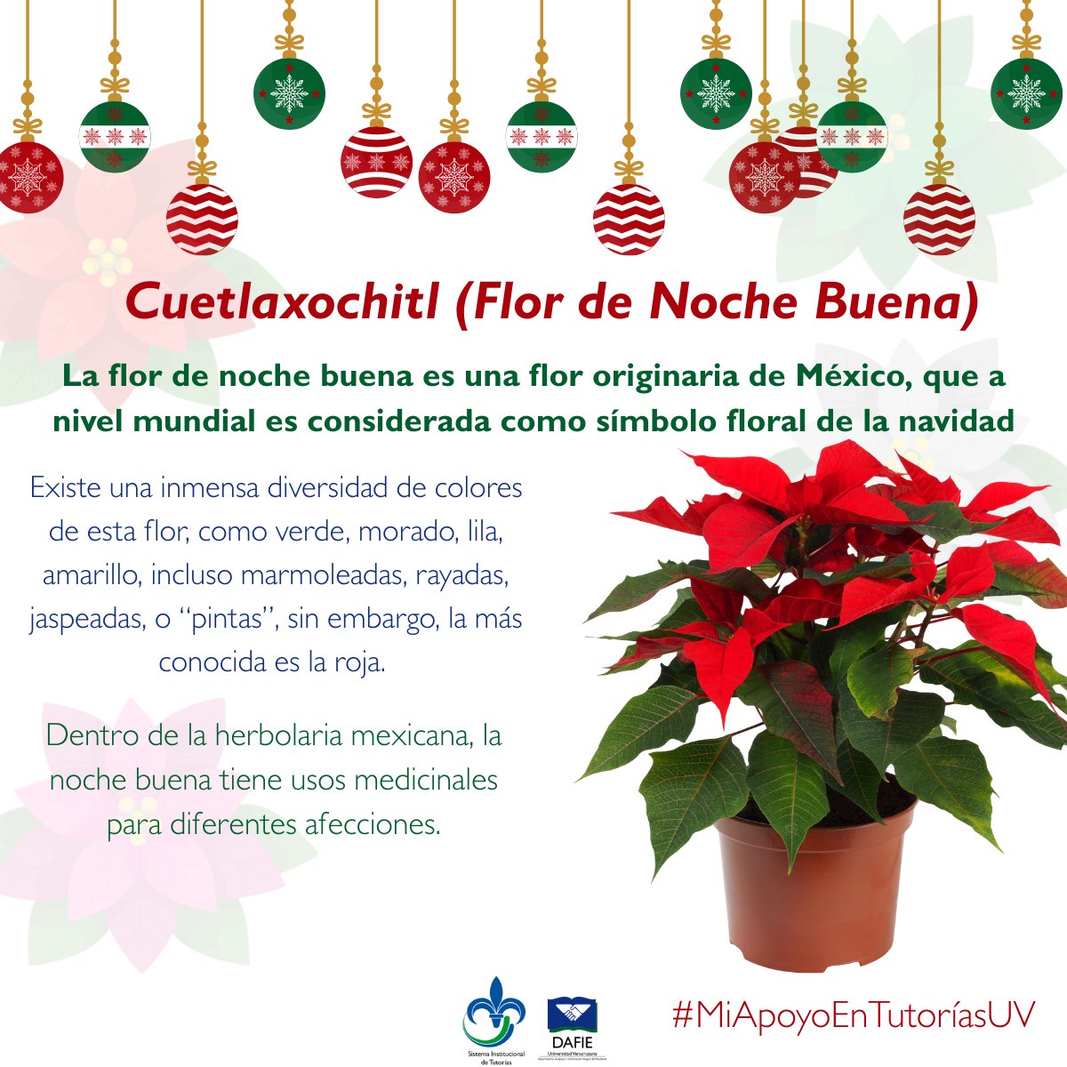 #EstudianteUV

La flor de Noche Buena es de las más representativas de esta época, ¿sabes cuántos colores hay? Aquí te contamos  más sobre la flor de noche buena. 🌺🌺🌺

#MiApoyoEnTutoríasUV
