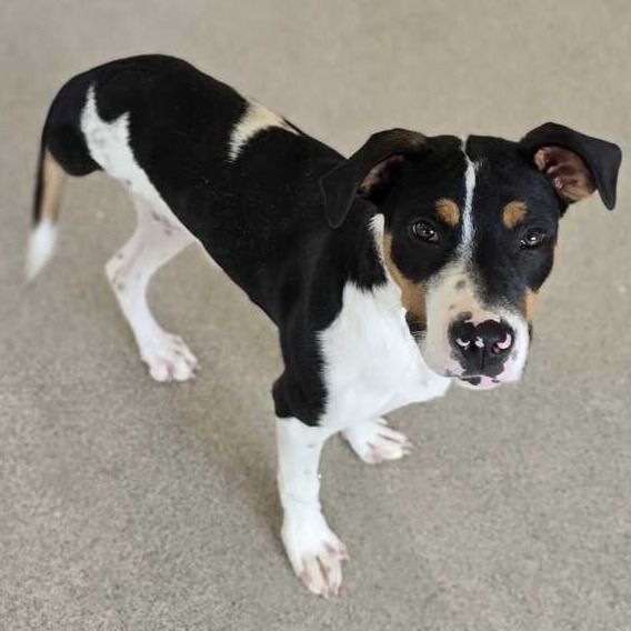 HumaneSocietyJeffCty tweet media