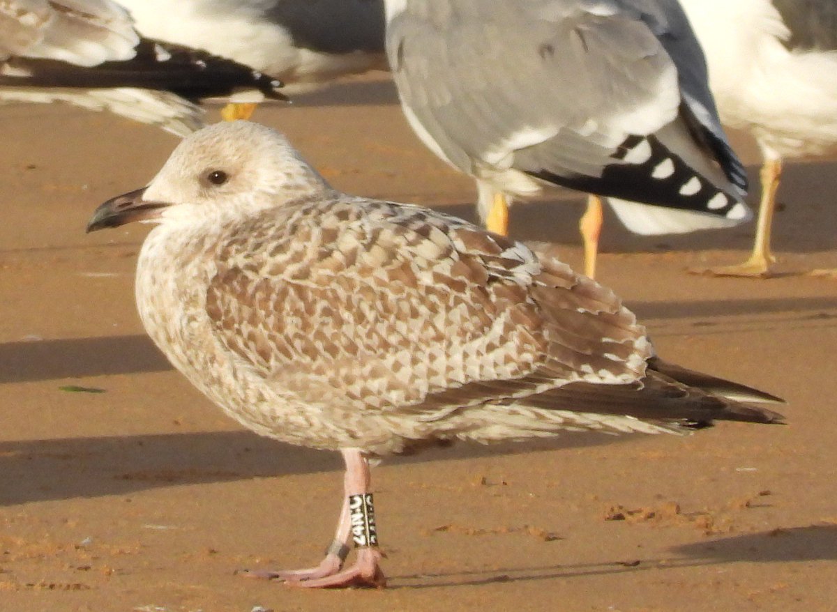 Sam Bayley tweet media