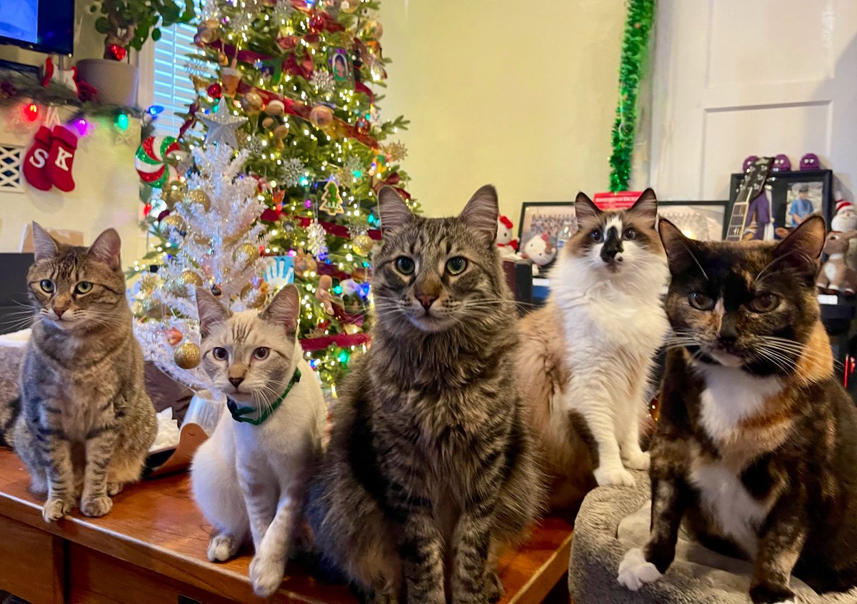 🌸🌈Skippy🐈Kevy🐈Badger🐈Sunny🐈Basil🐈Mikey🌸 tweet media