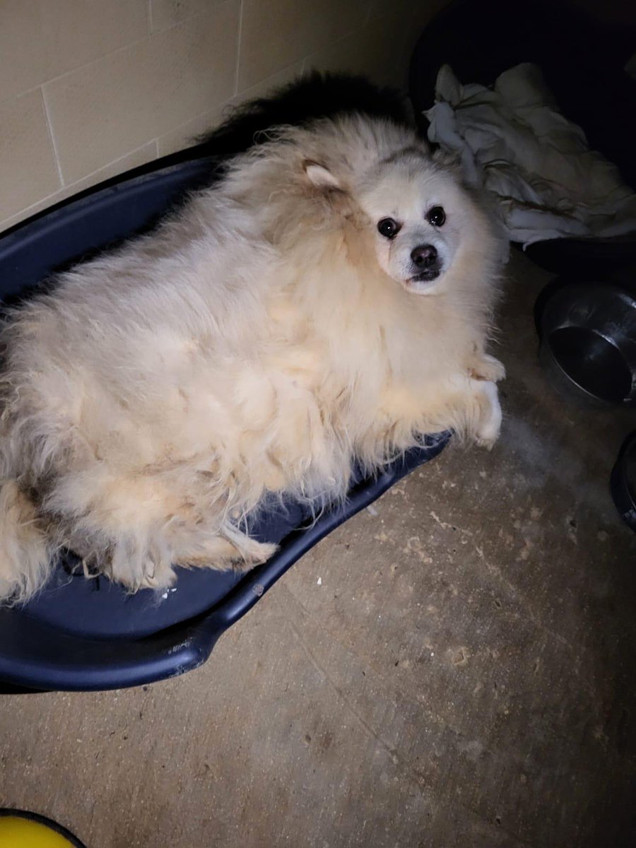 GIRASOL
Pomerania macho castrado, de unos 4 años, que ha sido rescatado de una casa donde acumulaban animales.
Estamos buscando para él una familia responsable.
Está en #Antequera (Málaga).
CONTACTO: Arca del Torcal móvil 637 17 60 58 (WhatsApp).