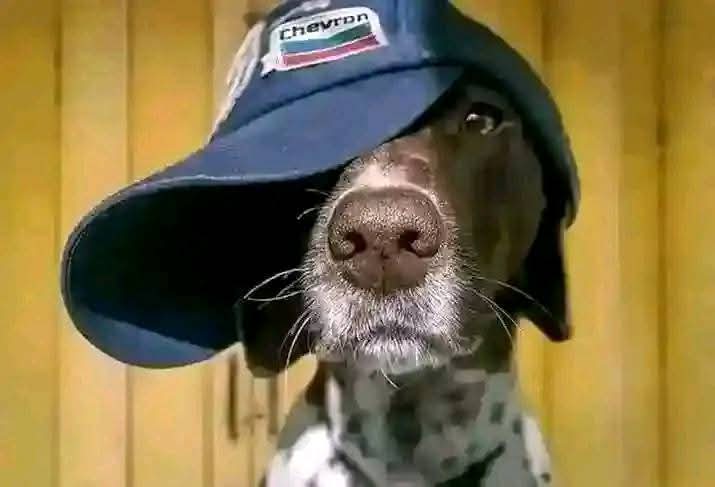 vawulencer™🏌️ tweet media