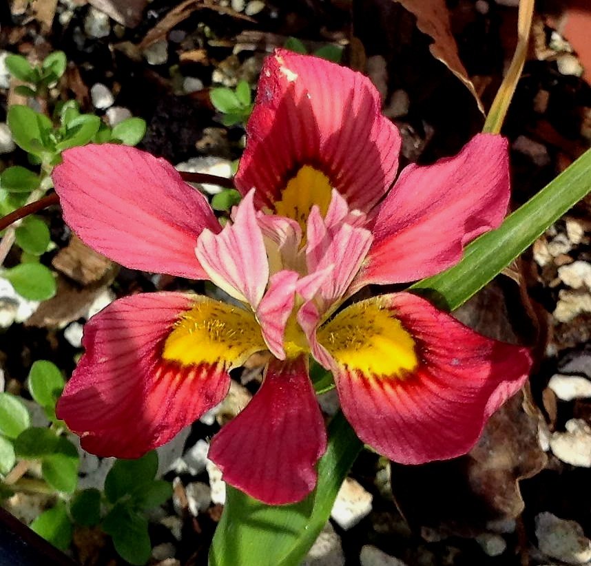 geologyBits's tweet photo. 🟥 🪴 Moraea
commonly known as butterfly iris or peacock moraea, is a dazzling genus of South African bulbs that looks like a delicate, six-petalled iris wearing jewel-toned eyeshadow.
❤️ 🔁 #Moraea #PeacockIris
▶️ The plants send up slender, grass-like leaves in early spring, followed by wiry, branching stems 30–60 cm tall.
Each flower lasts only a single day, but the plant produces them in steady succession for weeks in late spring to early summer.
The blooms are strikingly flat-faced and symmetrical, usually 4–7 cm across, with three large outer tepals in vivid shades of cobalt-blue, violet, pure white, or butter-yellow.
The real magic is at the center: the three inner tepals are tiny and upright, splashed with an electric contrasting “eye” of neon turquoise, peacock-blue, or golden-yellow, often edged in black or white and dotted with glistening nectar guides that look like velvet and metallic foil.
The most famous species, Moraea villosa, comes in almost every imaginable pastel and jewel-tone combination, earning it the nickname “peacock flower.”
The overall effect is delicate yet intensely colorful, floating above the foliage like a cloud of exotic butterflies.
Moraea loves full sun, sharp drainage, and a dry summer rest, thriving in Mediterranean or rock gardens where it naturalizes slowly into sparkling colonies.