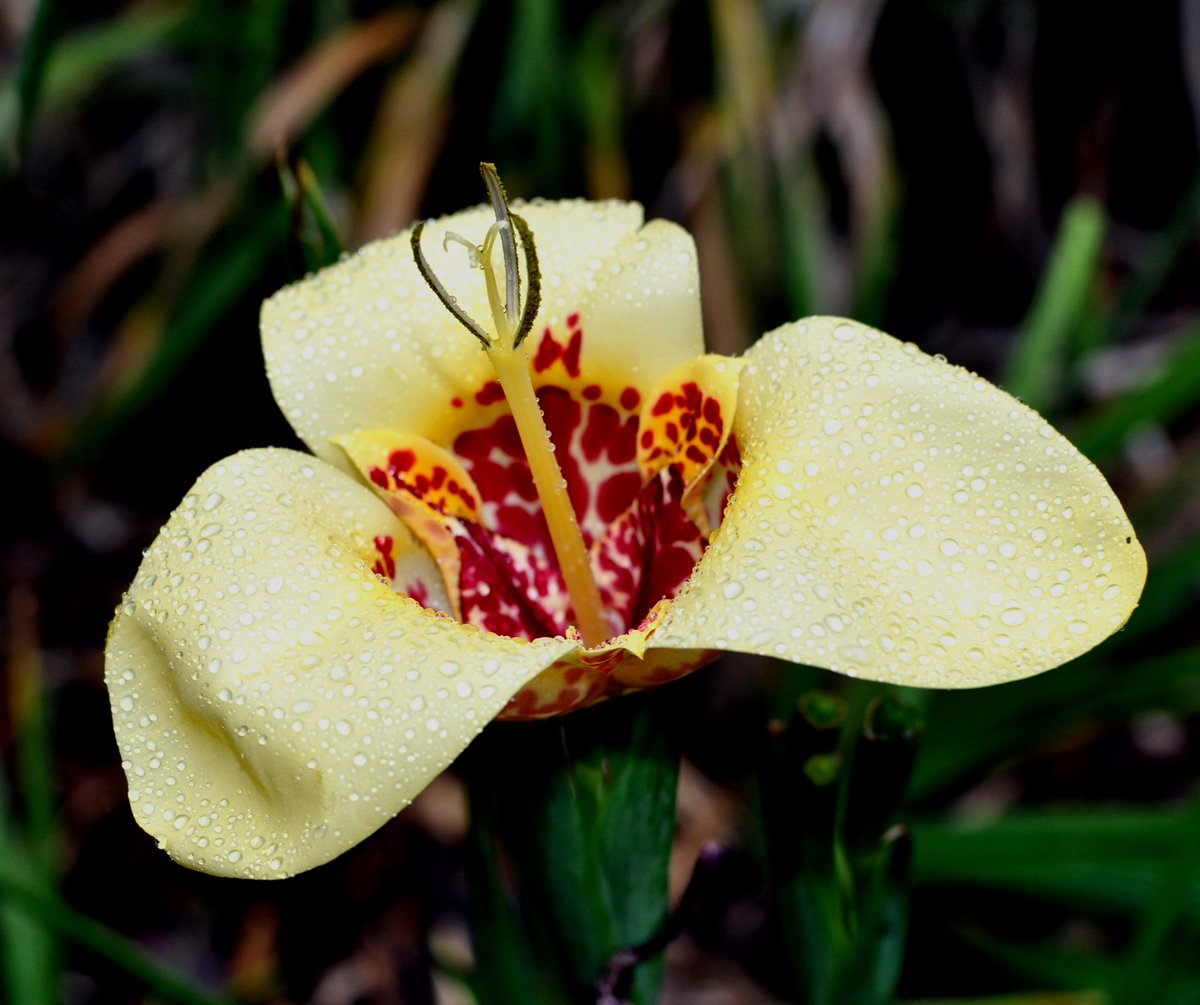 geologyBits's tweet photo. 🟥 🪴 Moraea
commonly known as butterfly iris or peacock moraea, is a dazzling genus of South African bulbs that looks like a delicate, six-petalled iris wearing jewel-toned eyeshadow.
❤️ 🔁 #Moraea #PeacockIris
▶️ The plants send up slender, grass-like leaves in early spring, followed by wiry, branching stems 30–60 cm tall.
Each flower lasts only a single day, but the plant produces them in steady succession for weeks in late spring to early summer.
The blooms are strikingly flat-faced and symmetrical, usually 4–7 cm across, with three large outer tepals in vivid shades of cobalt-blue, violet, pure white, or butter-yellow.
The real magic is at the center: the three inner tepals are tiny and upright, splashed with an electric contrasting “eye” of neon turquoise, peacock-blue, or golden-yellow, often edged in black or white and dotted with glistening nectar guides that look like velvet and metallic foil.
The most famous species, Moraea villosa, comes in almost every imaginable pastel and jewel-tone combination, earning it the nickname “peacock flower.”
The overall effect is delicate yet intensely colorful, floating above the foliage like a cloud of exotic butterflies.
Moraea loves full sun, sharp drainage, and a dry summer rest, thriving in Mediterranean or rock gardens where it naturalizes slowly into sparkling colonies.