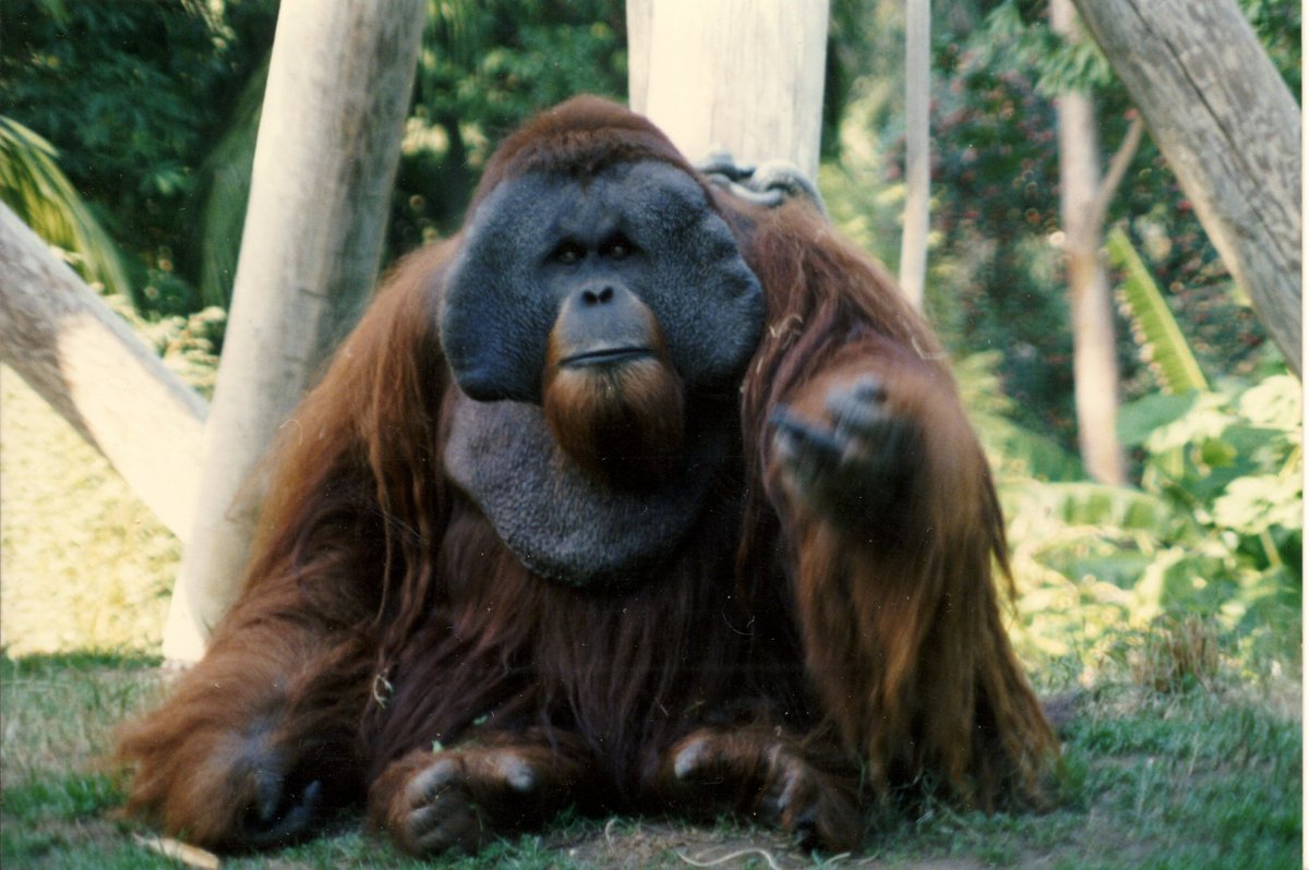Ken Allen, a Bornean orangutan at the San Diego Zoo known for his belligerent zoo escapes, is euthanized after losing his last fight - with lymphoma. He was 29.