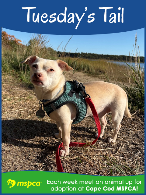 Will You Help Snowball Find a Home on the Cape?
He is looking for a patient adopter who can help him settle in and learn how to be successful in a home at his own pace
capecod.com/lifestyle/will…