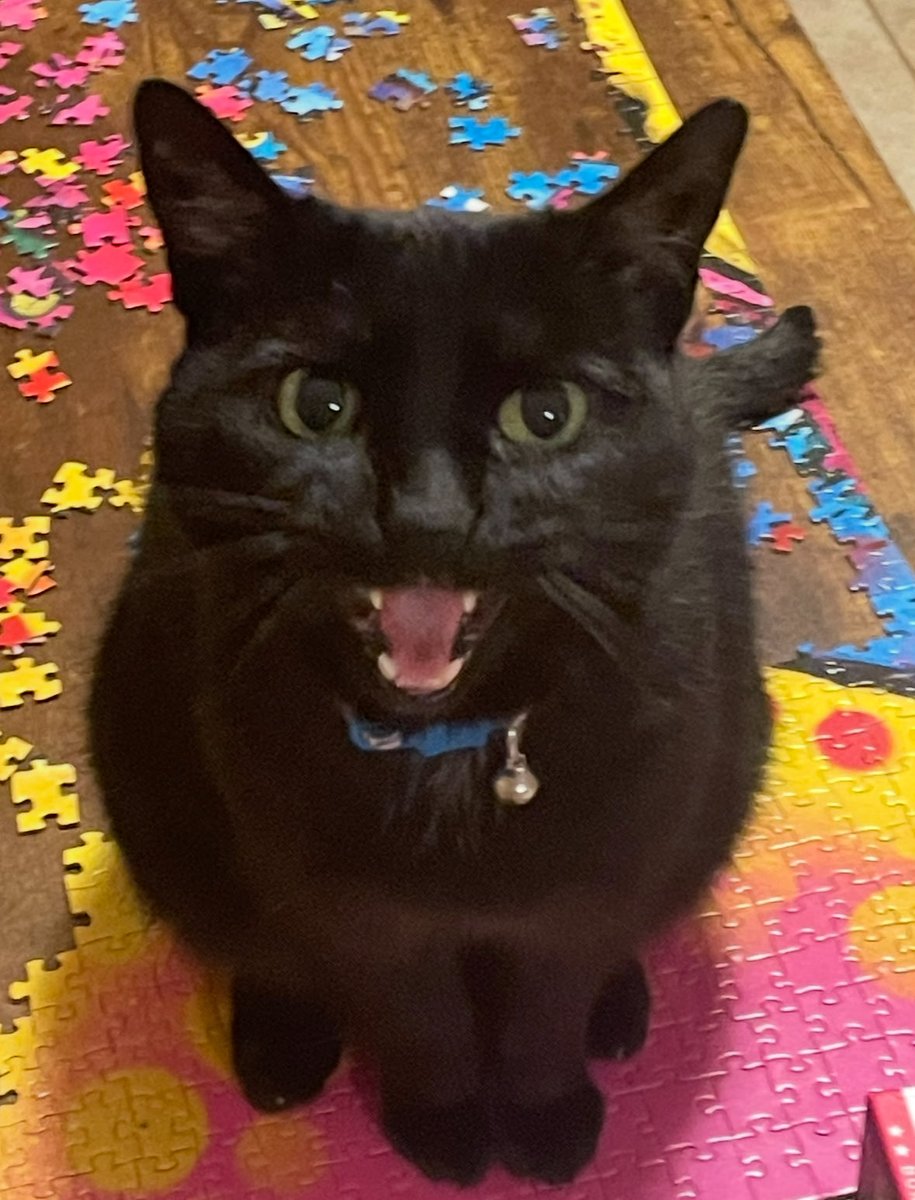 belise85's tweet photo. @AmazingAcroCats https://t.co/UPqgDPYE5i