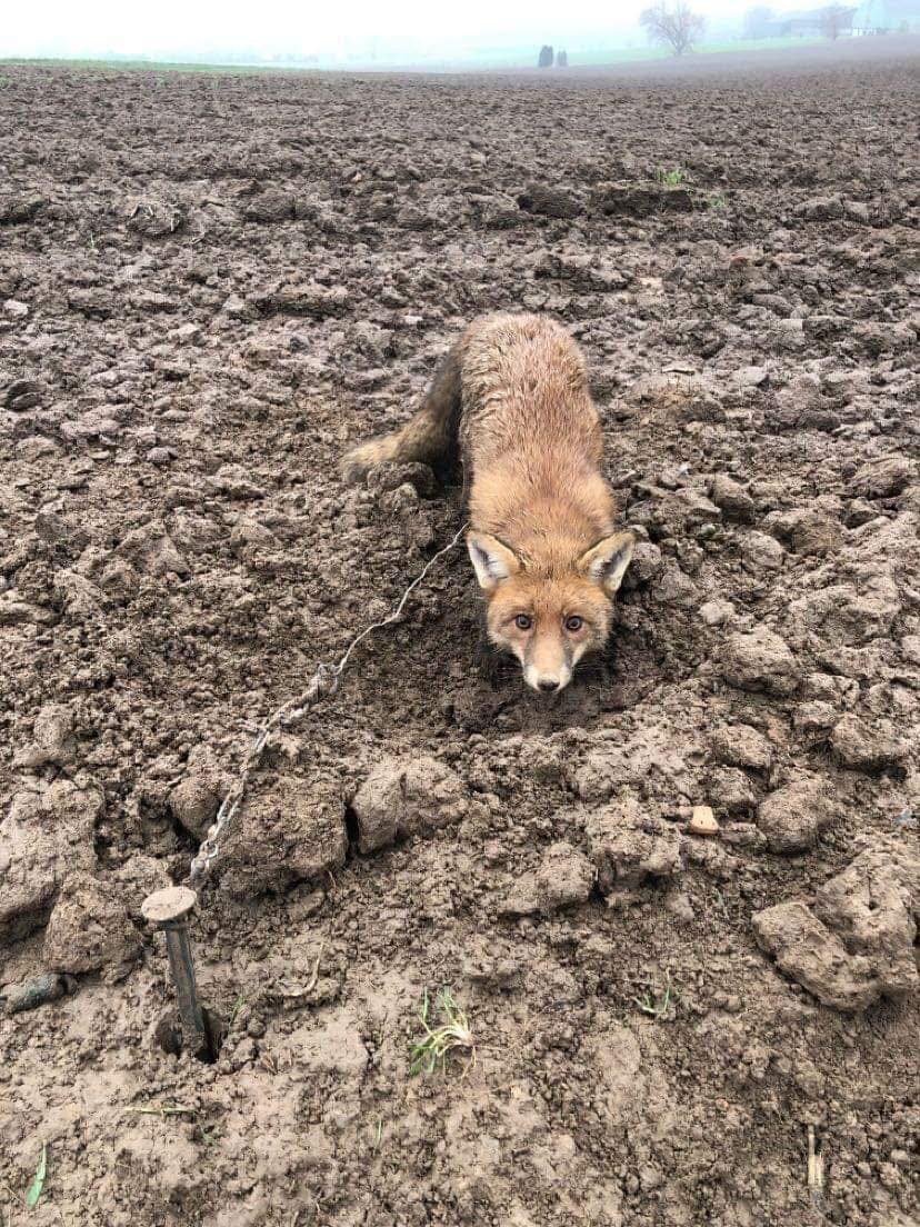 ChasseAbolition's tweet image. Une #pétition est en ligne sur le site de l’assemblée nationale.
Elle pourrait véritablement changer les choses pour le renard.

petitions.assemblee-nationale.fr/initiatives/i-…