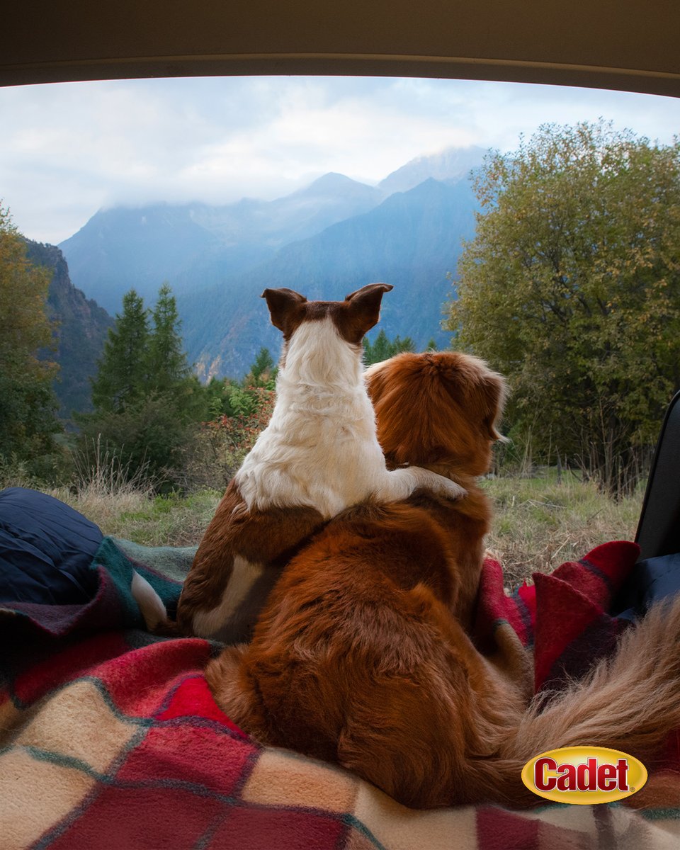 CadetPet's tweet image. Where are you planning your next adventure with your Cadet?  🚗 #traveltuesday

#CadetPet #adventuredogs #dogsthatexplore #dogsthattravel