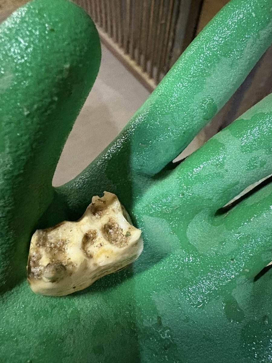 あたち乳歯も抜けたし佐賀でブイブイいわすわよ🦷 #乳歯 #スマートロベール