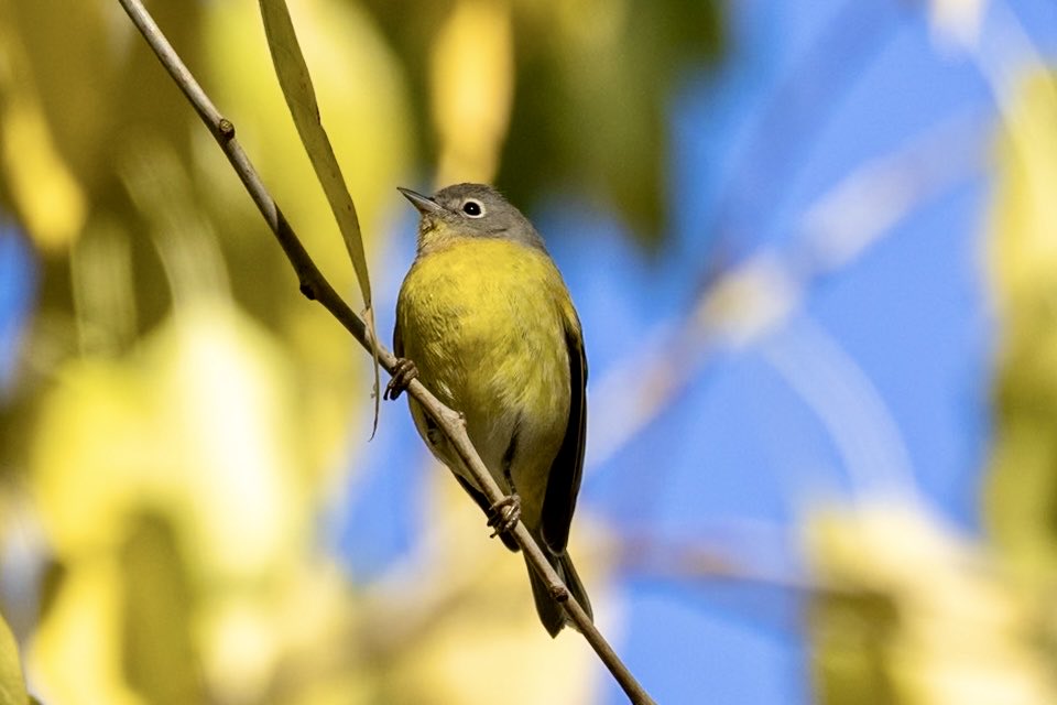 ValerieBlock's tweet image. Nashville warbler showing off his lemon yellow plumage and bold eye ring at Carl Shurz Park this weekend. #birdcpp #BirdsSeenIn2025 #fallmigration #birding #wildlife #canonphotography