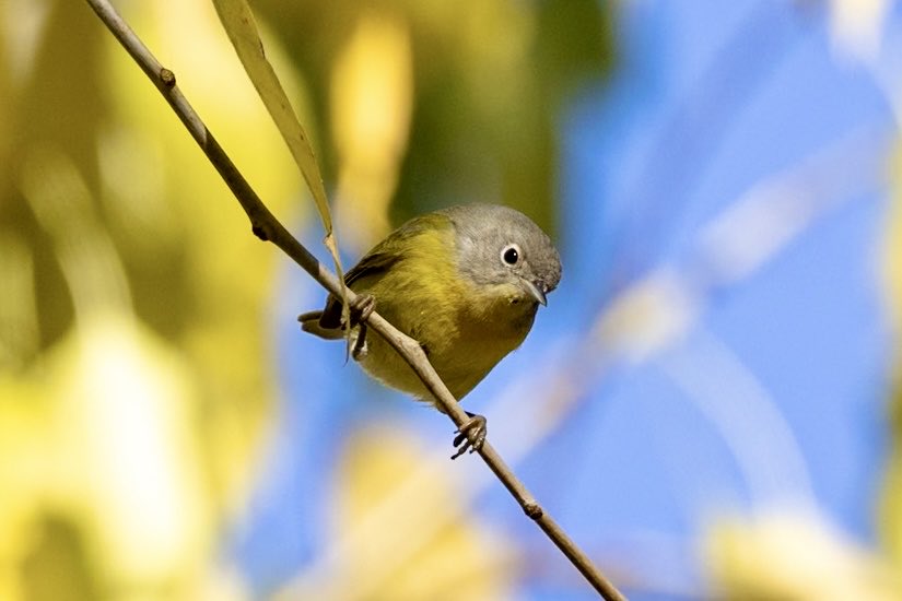 Nashville warbler showing off his lemon yellow plumage and bold eye ring at Carl Shurz Park this weekend. #birdcpp #BirdsSeenIn2025 #fallmigration #birding #wildlife #canonphotography