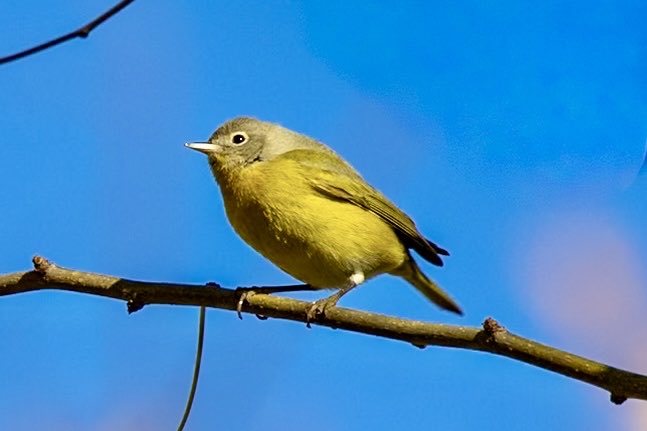 ValerieBlock's tweet image. Nashville warbler showing off his lemon yellow plumage and bold eye ring at Carl Shurz Park this weekend. #birdcpp #BirdsSeenIn2025 #fallmigration #birding #wildlife #canonphotography