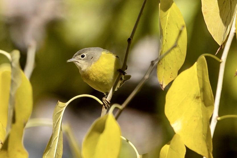 ValerieBlock's tweet image. Nashville warbler showing off his lemon yellow plumage and bold eye ring at Carl Shurz Park this weekend. #birdcpp #BirdsSeenIn2025 #fallmigration #birding #wildlife #canonphotography
