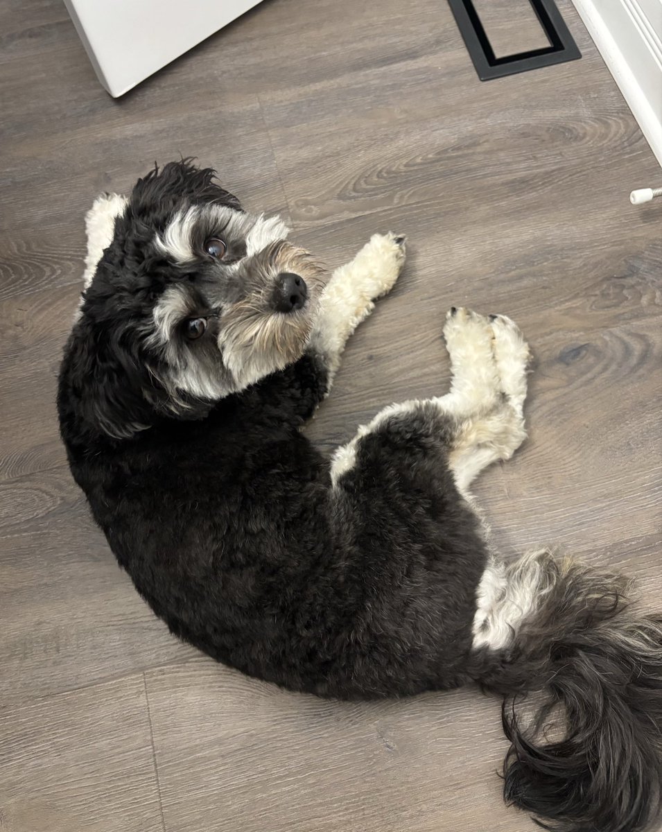 With a doodle, you never pee alone. #ialwaysfeellikesomebodyswatchingme  #myfurrybff