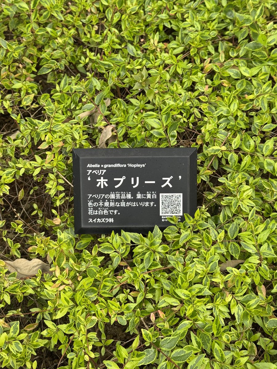 通勤途中、毎朝これ見て岩礁のきらめきを口ずさむ程度にはWormhole/Yumi AraI脳なBBA