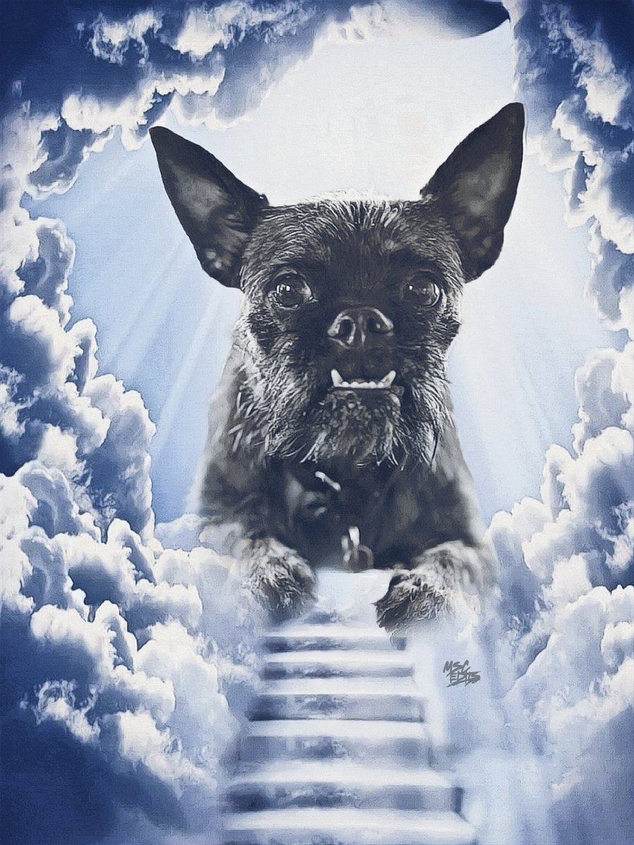 MSC880's tweet photo. R.i.p Larry 🐾
Thoughts with @CMPunk 
@TheAJMendez 💙 https://t.co/gBKgTBjXxN