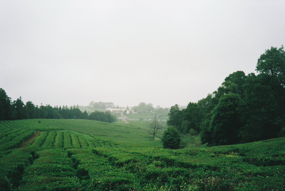 odegaardist's tweet image. Some old film shots I never got to share before, hope they reach the right audience (Azores 2023)