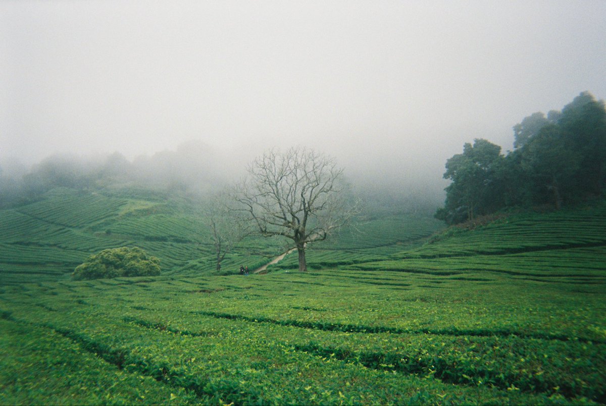 odegaardist's tweet image. Some old film shots I never got to share before, hope they reach the right audience (Azores 2023)